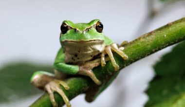 Studiare gli animali per capire l’essere umano: l’avventura incredibile di Ruffini