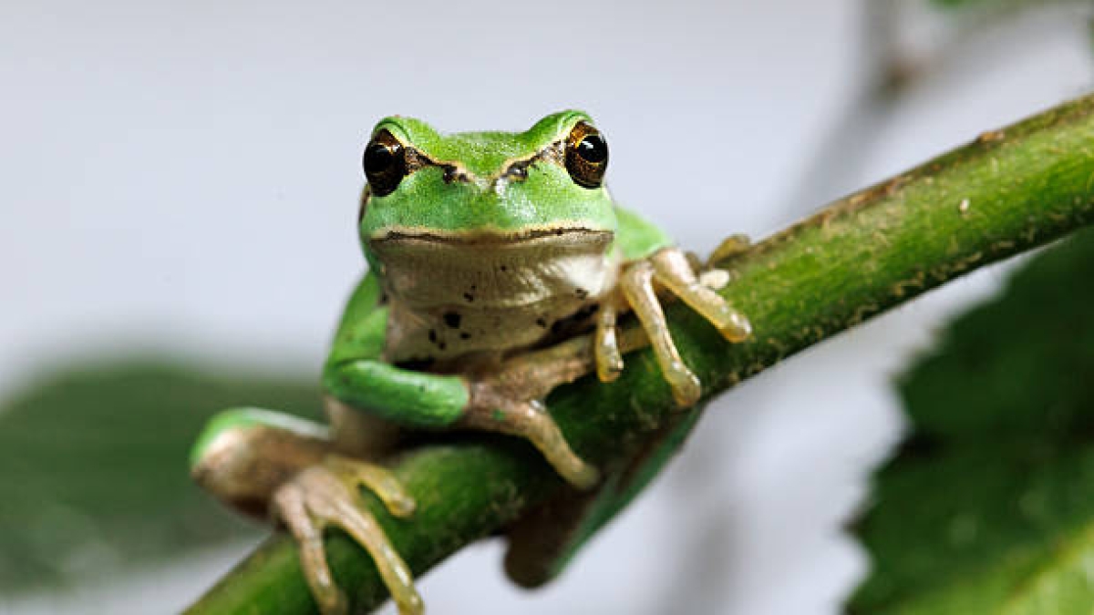Studiare gli animali per capire l’essere umano: l’avventura incredibile di Ruffini