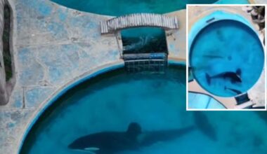 È morta Kshamenk, l’orca più sola al mondo: per 33 anni aveva vissuto in una vasca minuscola