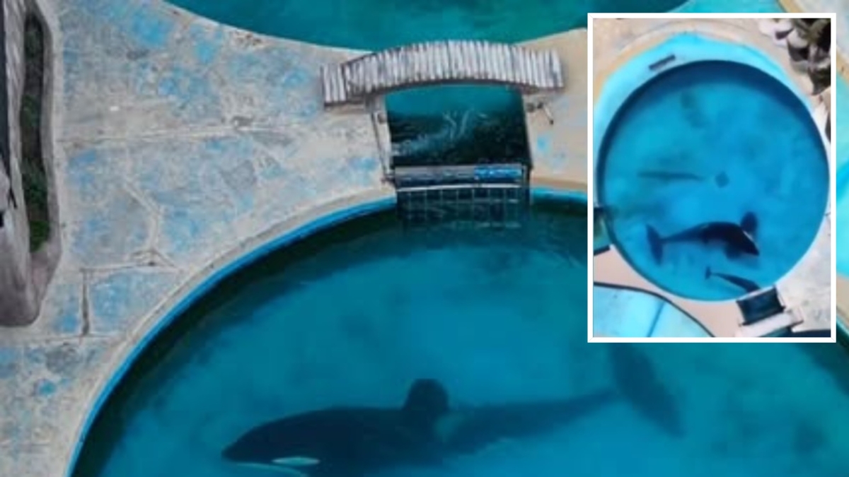 È morta Kshamenk, l’orca più sola al mondo: per 33 anni aveva vissuto in una vasca minuscola