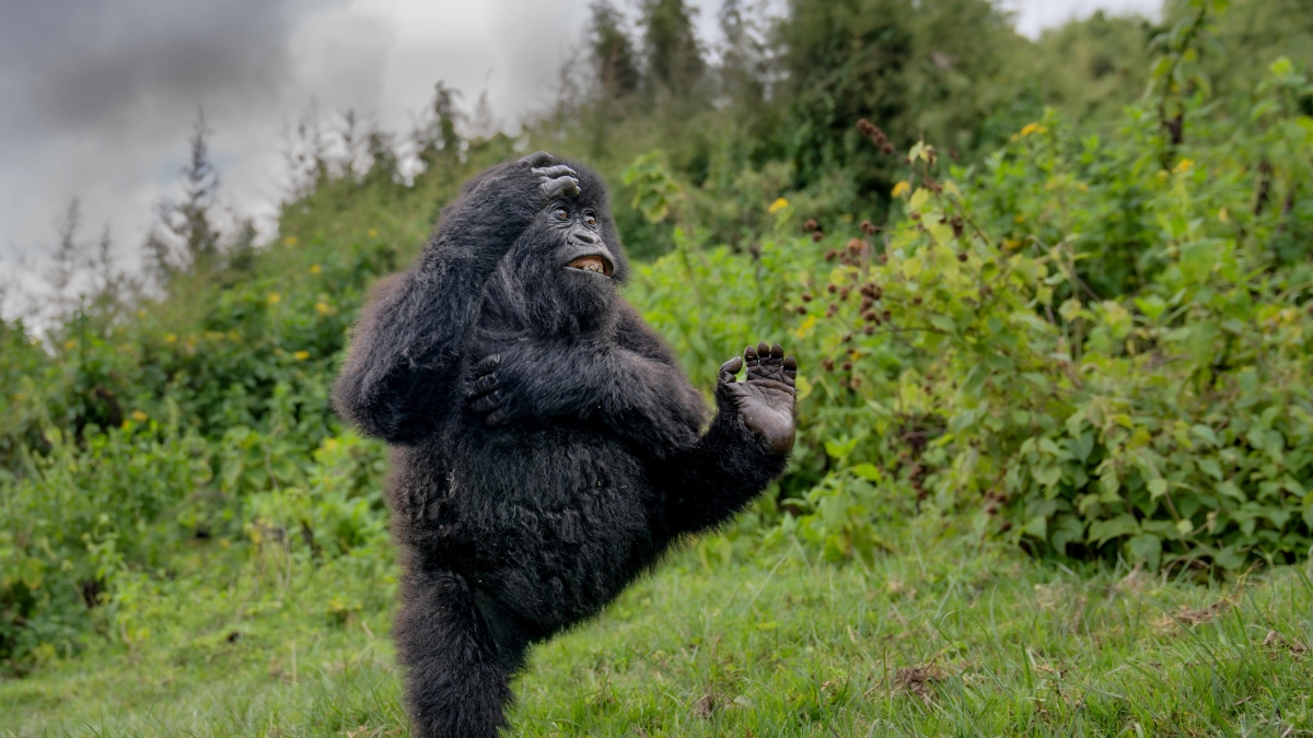 Quando la natura fa sorridere. Le immagini finaliste del Nikon Comedy Wildlife Awards