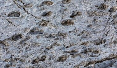 La «valle dei dinosauri» nel Parco dello Stelvio: scoperte migliaia di orme risalenti a 210 milioni di anni fa