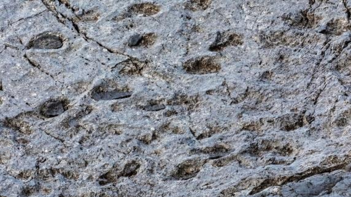 La «valle dei dinosauri» nel Parco dello Stelvio: scoperte migliaia di orme risalenti a 210 milioni di anni fa