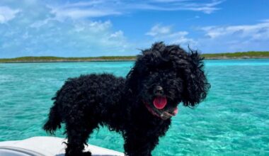 L’America di Trump ora mette gli animali nel mirino: l’odissea in aeroporto a Miami (con il cane)