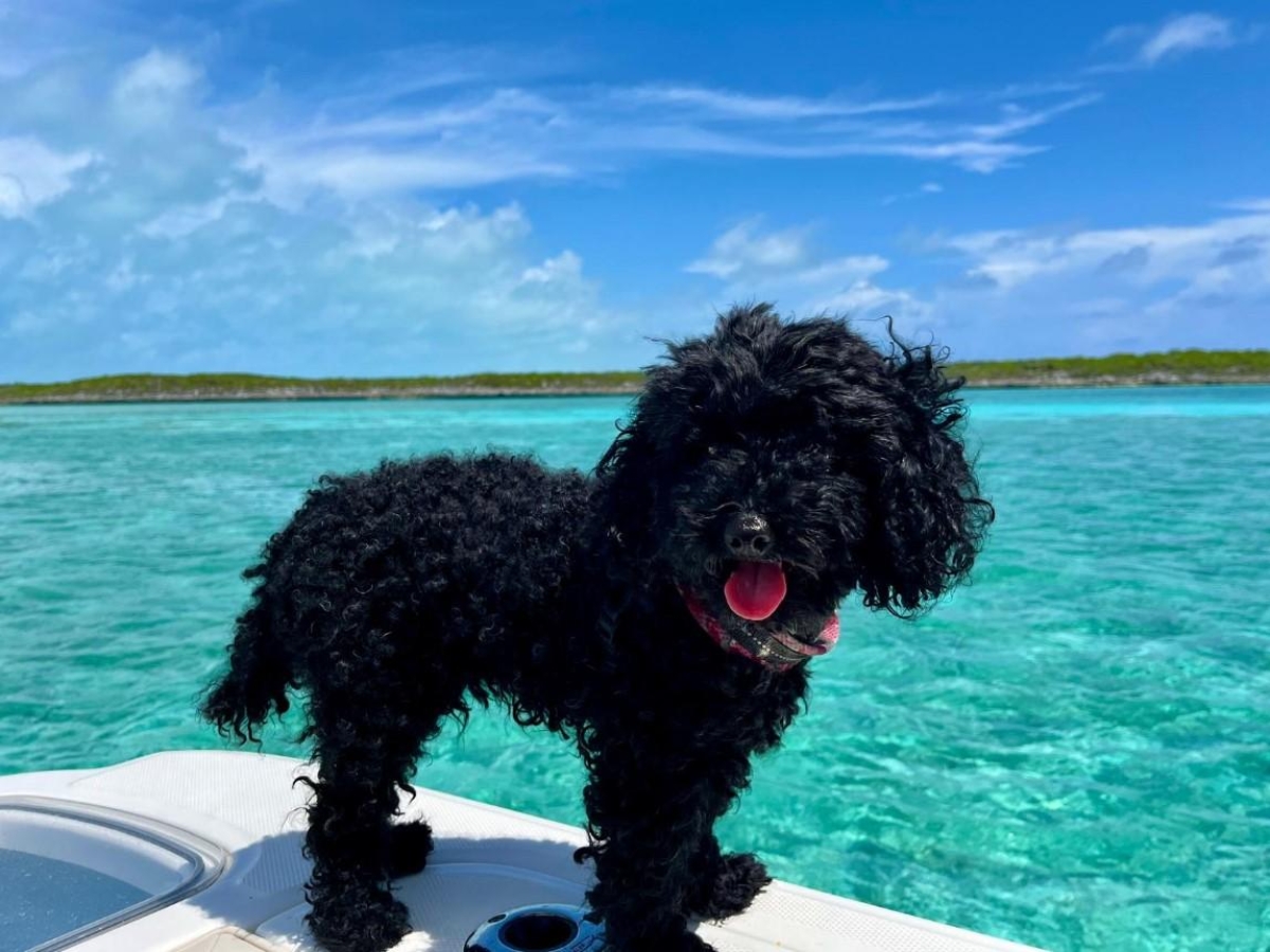 L’America di Trump ora mette gli animali nel mirino: l’odissea in aeroporto a Miami (con il cane)