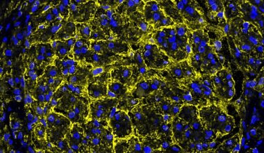 Cuore più sano e «giovane»? Il segreto potrebbe nascondersi nel nervo vago