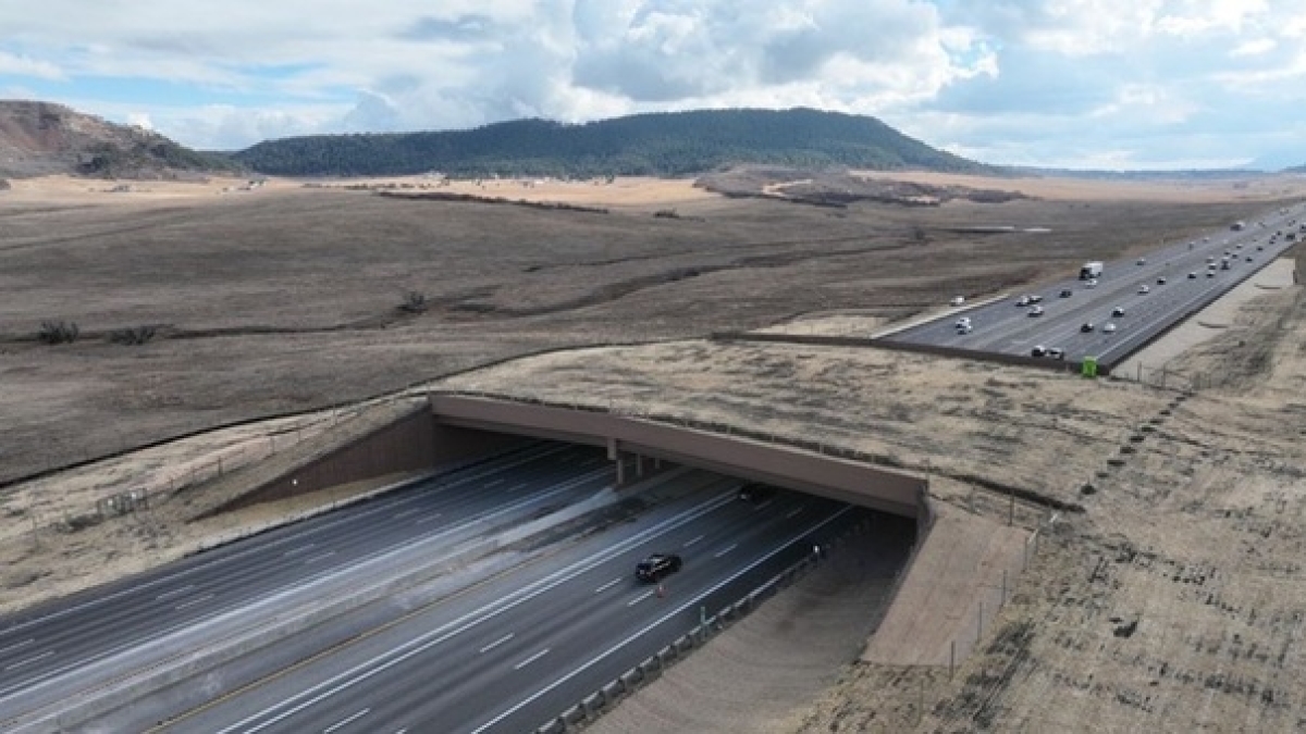 Il ponte per animali più grande del mondo: inaugurato in Colorado, protegge fauna e automobilisti