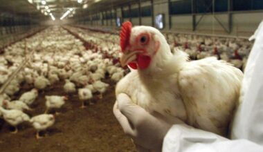 «In Europa epidemie senza precedenti negli uccelli, più rischi per l'uomo»