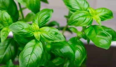 Ruba una piantina di basilico da un cortile, ladro incastrato dalle telecamere e condannato a 9 mesi