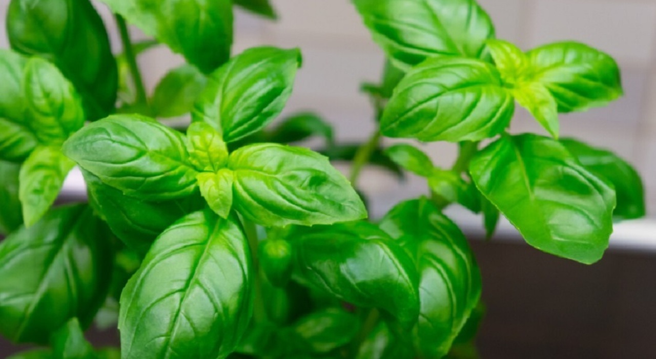 Ruba una piantina di basilico da un cortile, ladro incastrato dalle telecamere e condannato a 9 mesi