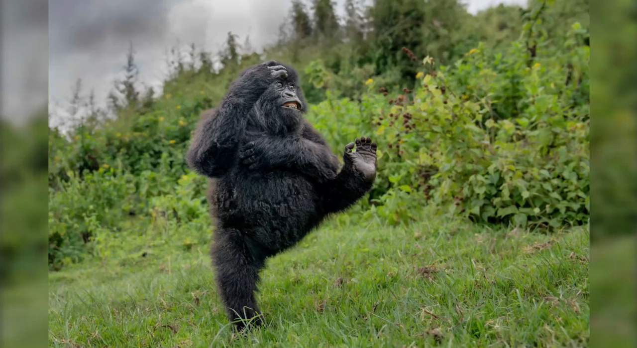 Nikon Comedy Wildlife Awards 2025, il gorilla acrobata conquista la vittoria