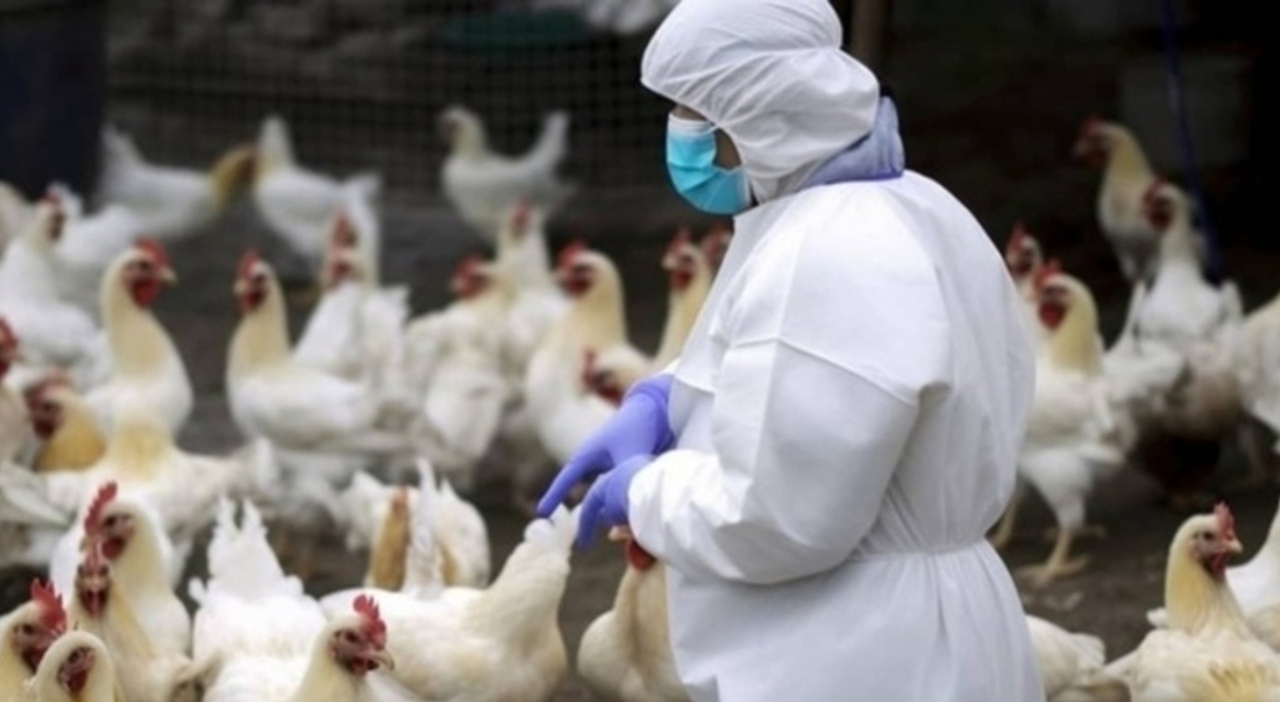 Aviaria, scoperto un focolaio in un allevamento di polli: l'analisi degli esperti