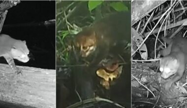 il raro felino ricompare in Malesia dopo anni