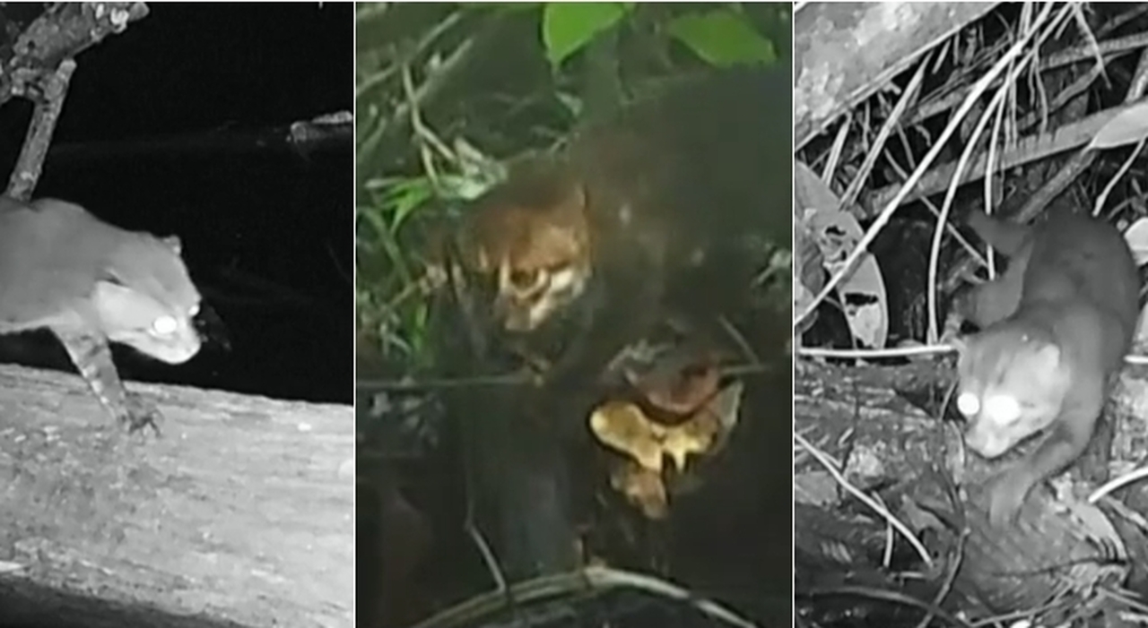 il raro felino ricompare in Malesia dopo anni