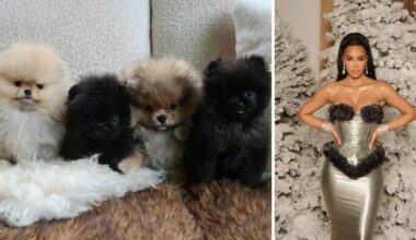 ai quattro figli ha regalato un cane a testa per Natale. «Non sono peluche»