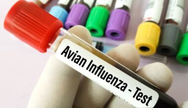 Influenza aviaria e suina negli esseri umani. L’Ecdc definisce strategie per combatterle