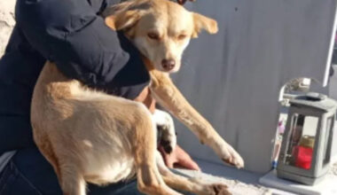 "Sto uscendo da una tomba con un cane in braccio, vergogna": la storia di Argo, gettato a morire in un loculo vuoto del cimitero e salvo per miracolo