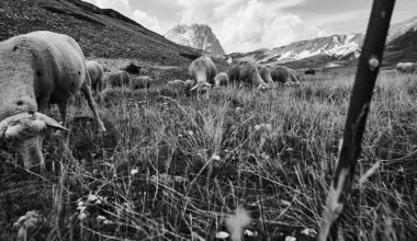 Sei mesi, una fotocamera e otto pastori d’Abruzzo