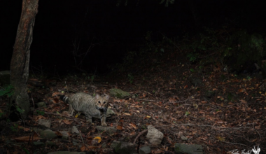 La meraviglia del gatto selvatico immortalata (ancora) dal fotografo naturalista mercatalino Pietro Bartoli