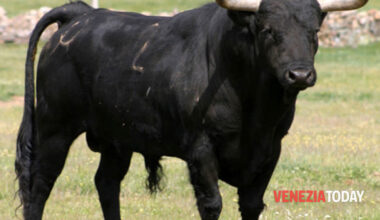 Toro in fuga, introvabile per la nebbia: ritrovato e abbattuto