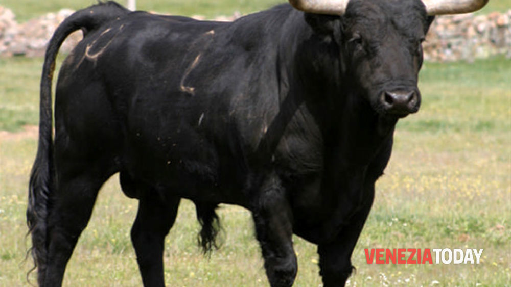 Toro in fuga, introvabile per la nebbia: ritrovato e abbattuto