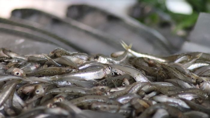 Pesce non conservato correttamente, i controlli a Bergamo