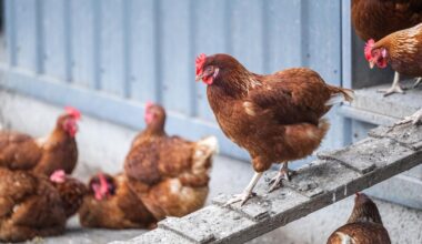 Agliana, scoperto un focolaio di influenza aviaria