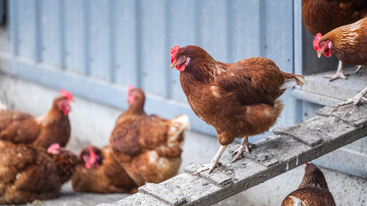 Agliana, scoperto un focolaio di influenza aviaria