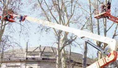 Opposizione all’attacco: “Gli alberi vanno ripiantati”