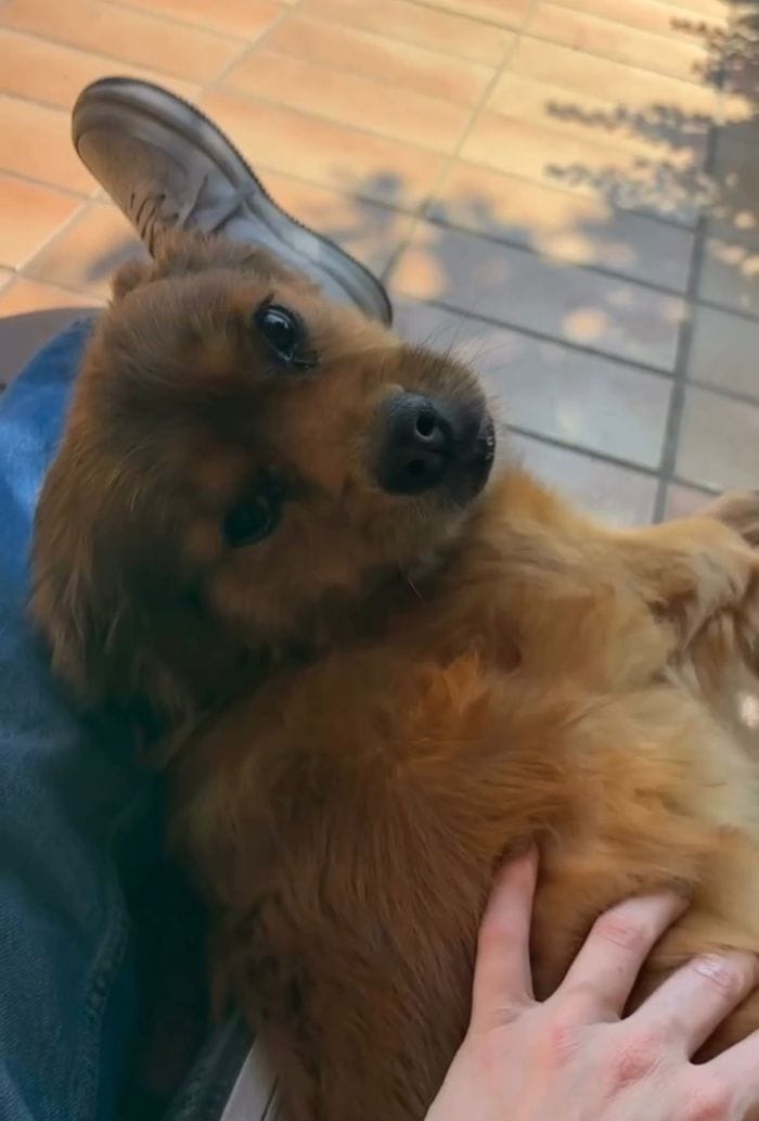 L’inseparabile Bughi L’inseparabile Bughi