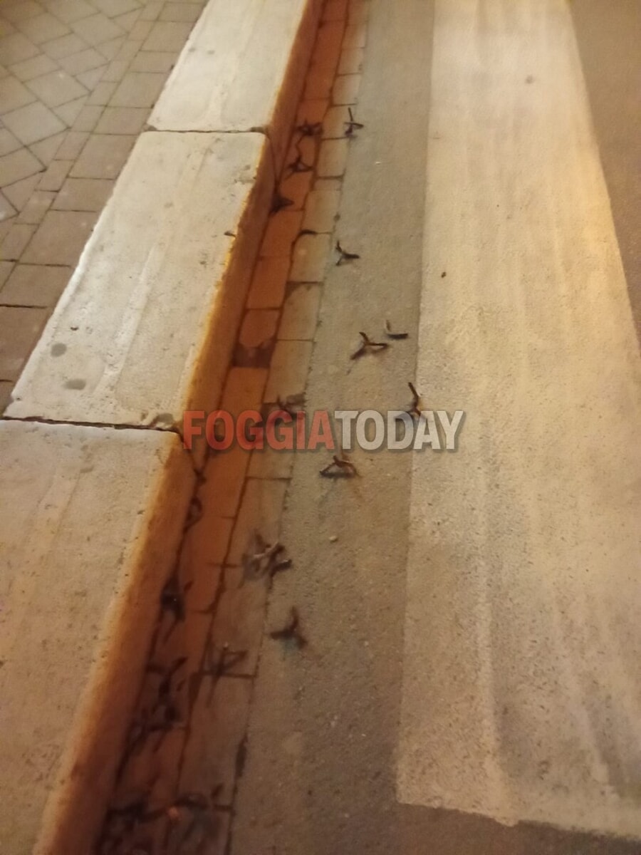 Assalto Banca Intesa San Severo_Chiodi a quattro punte