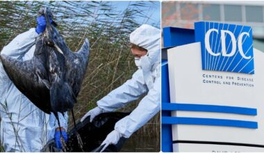 dopo il ceppo H5N1 anche l’H5N5 contagia gli umani