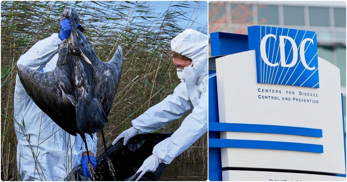 dopo il ceppo H5N1 anche l’H5N5 contagia gli umani