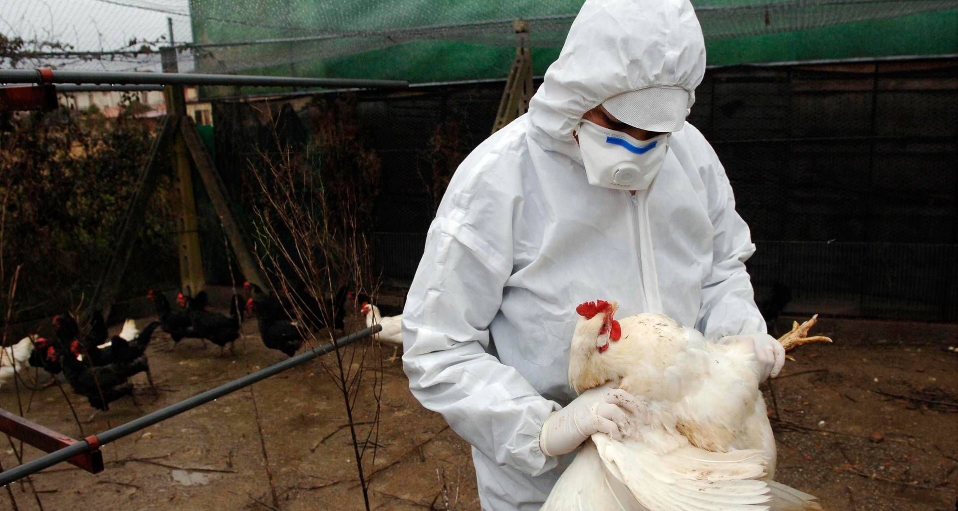 La prossima pandemia può arrivare dal cielo? L’influenza aviaria sotto osservazione