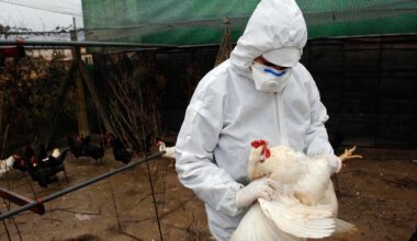 La prossima pandemia può arrivare dal cielo? L’influenza aviaria sotto osservazione
