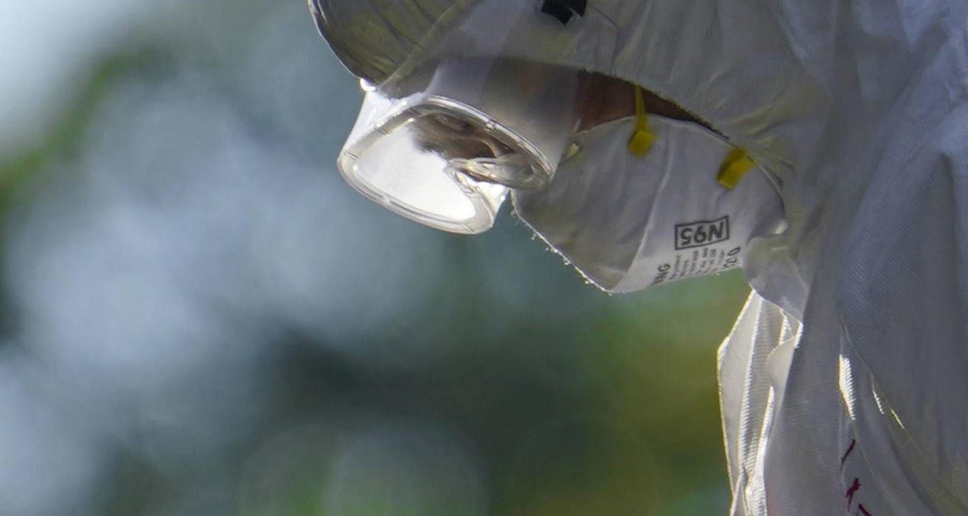 "Prepararsi alla pandemia", allarme dell'Ecdc per l'aviaria in Europa: cosa succede