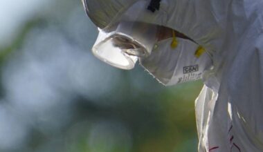 "Prepararsi alla pandemia", allarme dell'Ecdc per l'aviaria in Europa: cosa succede