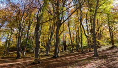 Arezzo, allontanati figli da famiglia che vive nel bosco
