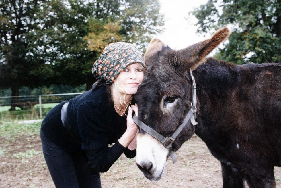 Brigitte Bardot - Fondation Brigitte Bardot brigitte bardot fondation brigitte bardot