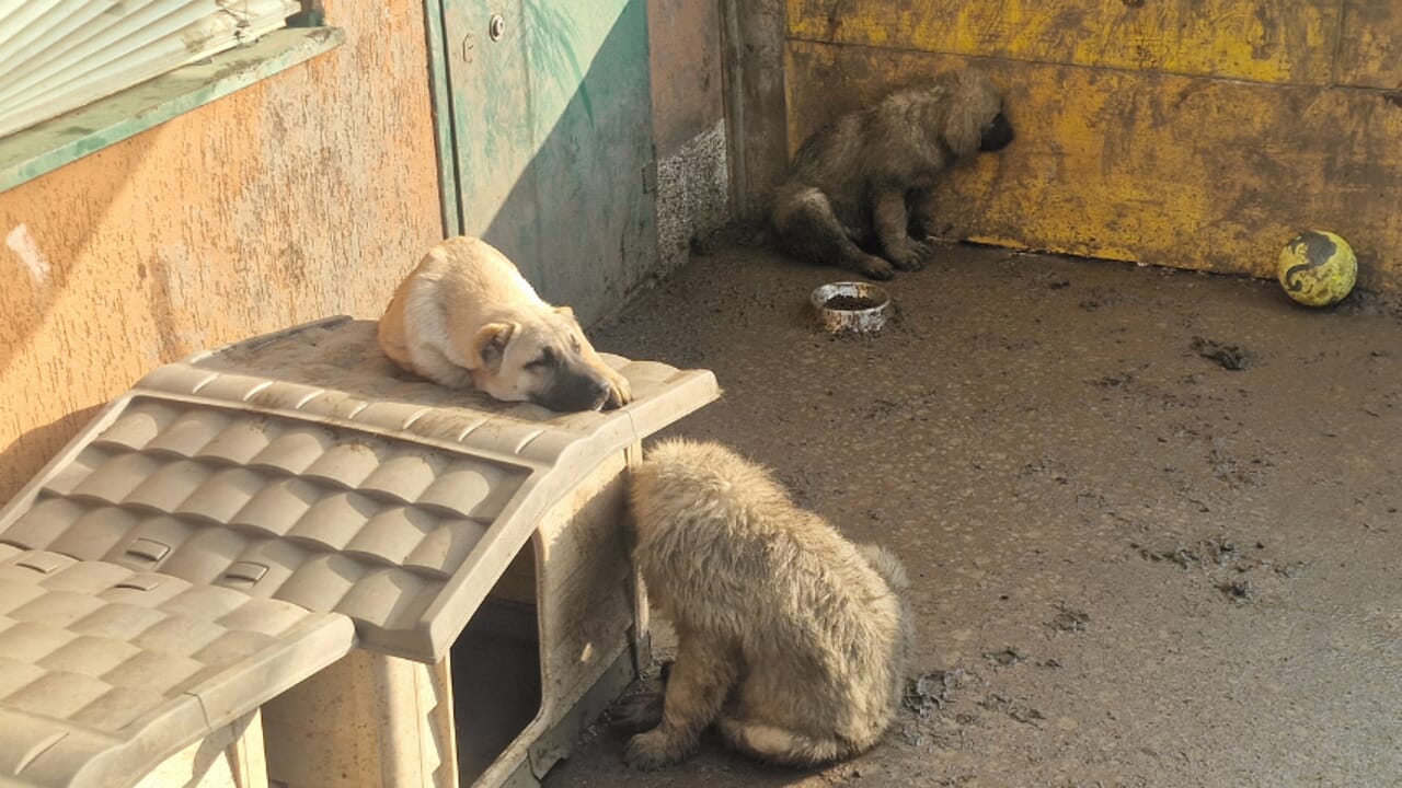"Il pavimento completamente ricoperto di feci"