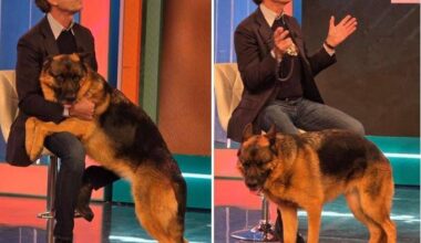 "Non è cane aggressivo ma educato male"