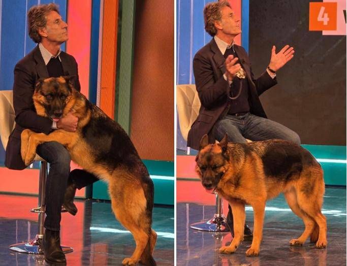 "Non è cane aggressivo ma educato male"