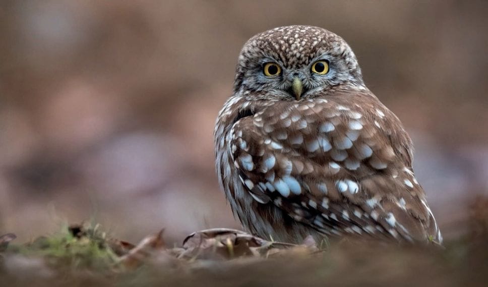 Stefano Bertuletti di Fara Olivana con Sola, con la sua foto di una Civetta classificatosi terzo