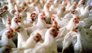 Influenza aviaria, nuovo focolaio scoperto a Fonte: «Allerta per i Comuni limitrofi» - TrevisoToday