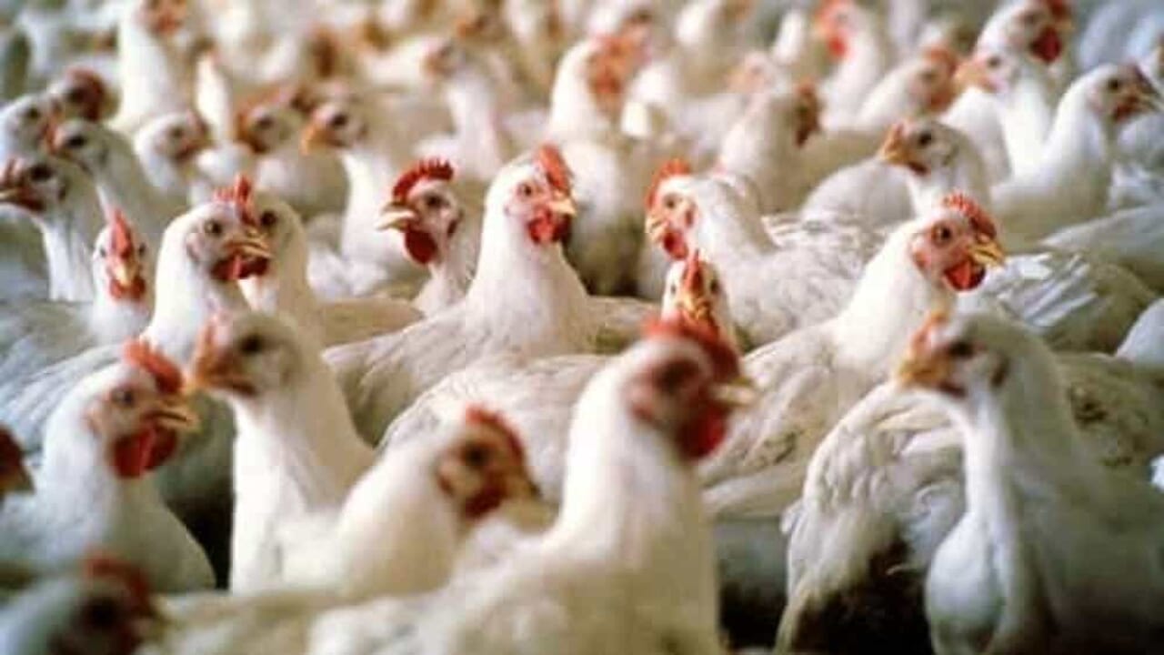 Influenza aviaria, nuovo focolaio scoperto a Fonte: «Allerta per i Comuni limitrofi» - TrevisoToday