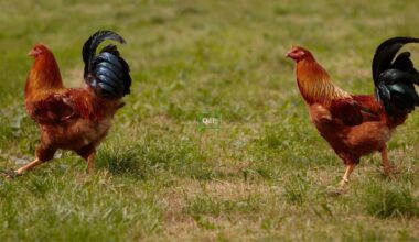 Focolaio di aviaria segnalato in un allevamento: "Area sensibile con raggio di 10 km" - Qdpnews