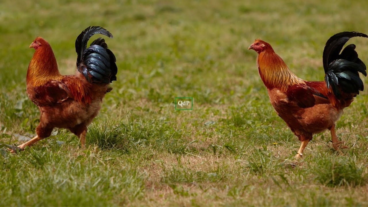 Focolaio di aviaria segnalato in un allevamento: "Area sensibile con raggio di 10 km" - Qdpnews