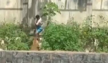 Un giovane entra nella gabbia dei leoni e una leonessa lo sbrana davanti ai turisti sotto choc