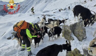 il gregge della "pastorella" di 19enne torna a casa quasi intatto