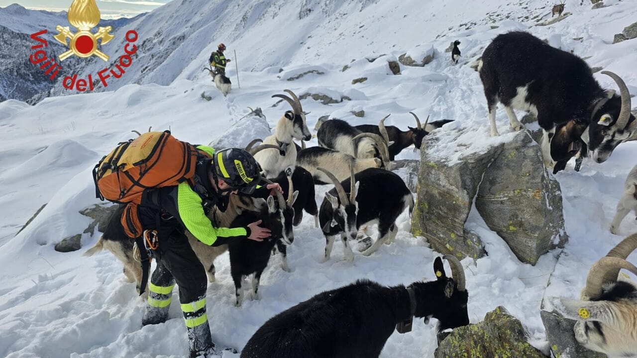 il gregge della "pastorella" di 19enne torna a casa quasi intatto